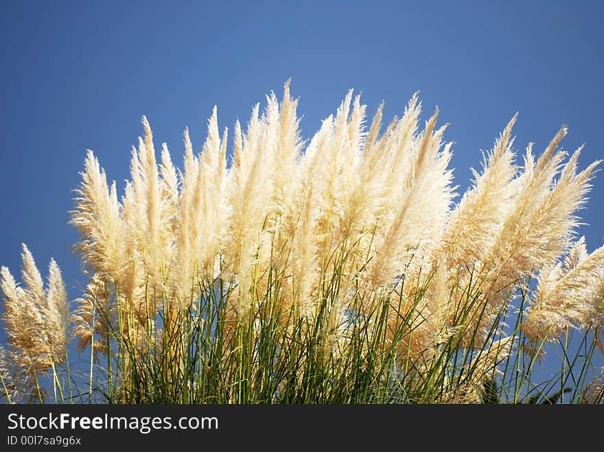 Grass On The Blue Background