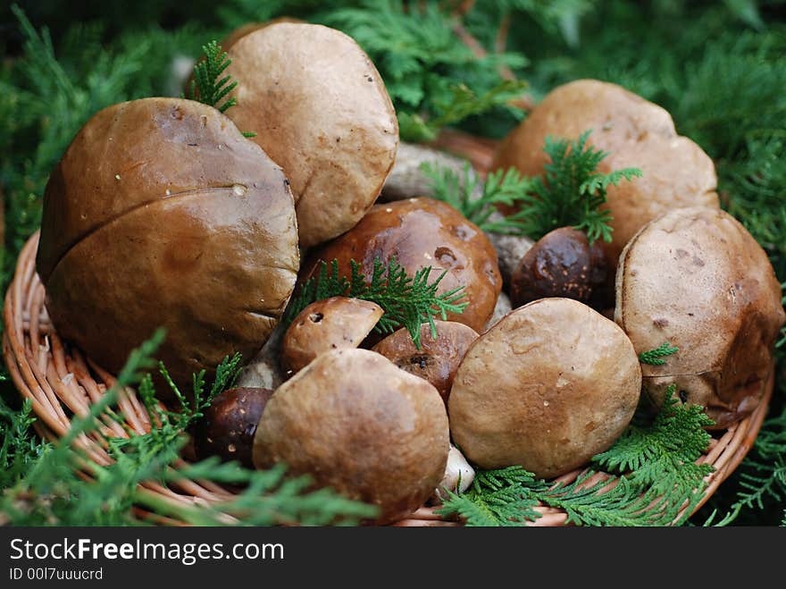 The forest mushrooms', basket a lot of mushrooms on grass. The forest mushrooms', basket a lot of mushrooms on grass