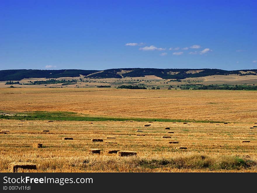 Fields of gold