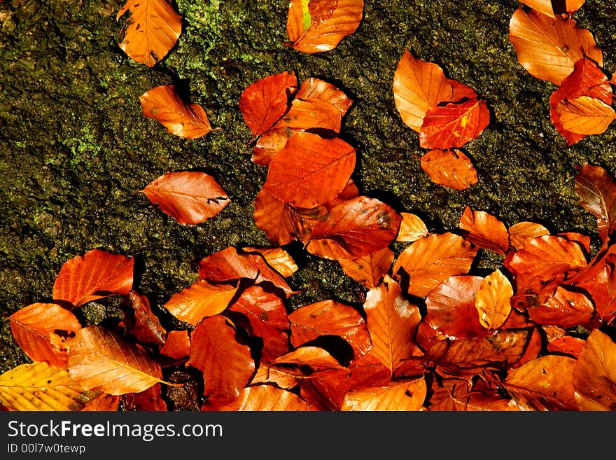 Colorful beech leaves on the rock - could be used as background. Colorful beech leaves on the rock - could be used as background.