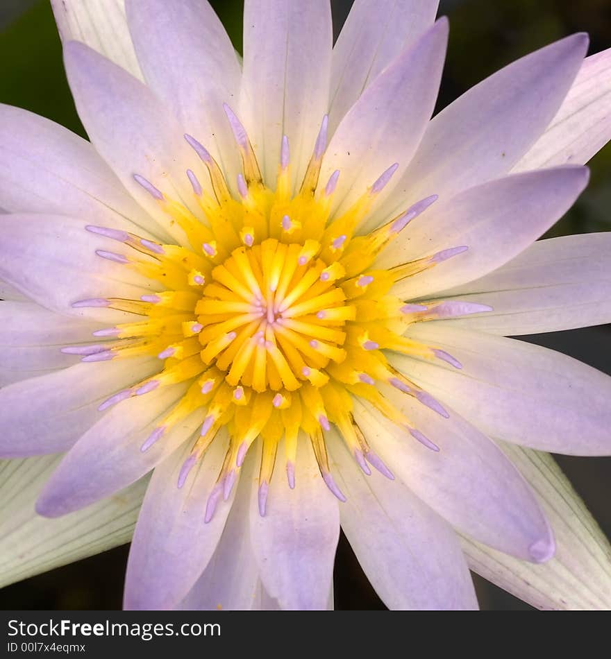 Top view of freshly blossomed water lily