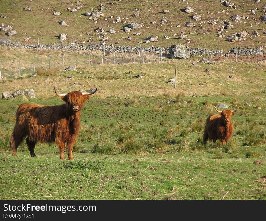 Highland Coos