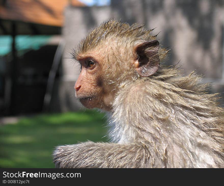 Monkey drying out after a cool dip, Thailand. Monkey drying out after a cool dip, Thailand