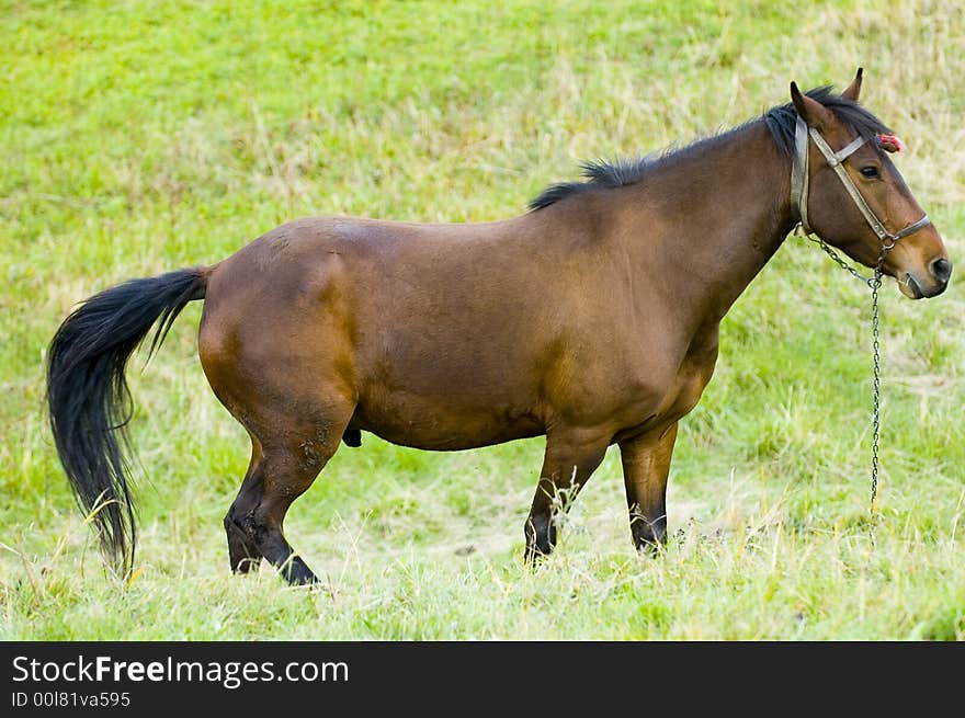 Horse in the field at the Bulgarian countryside