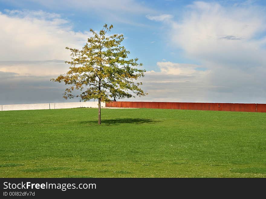 Lonely tree on a field with fence in bacground