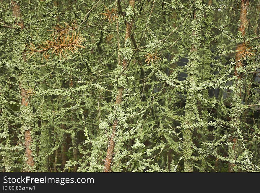 Structure from pine branches in a moss