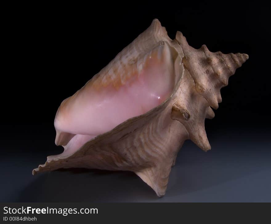 Good-sized Atlantic seashell on black background