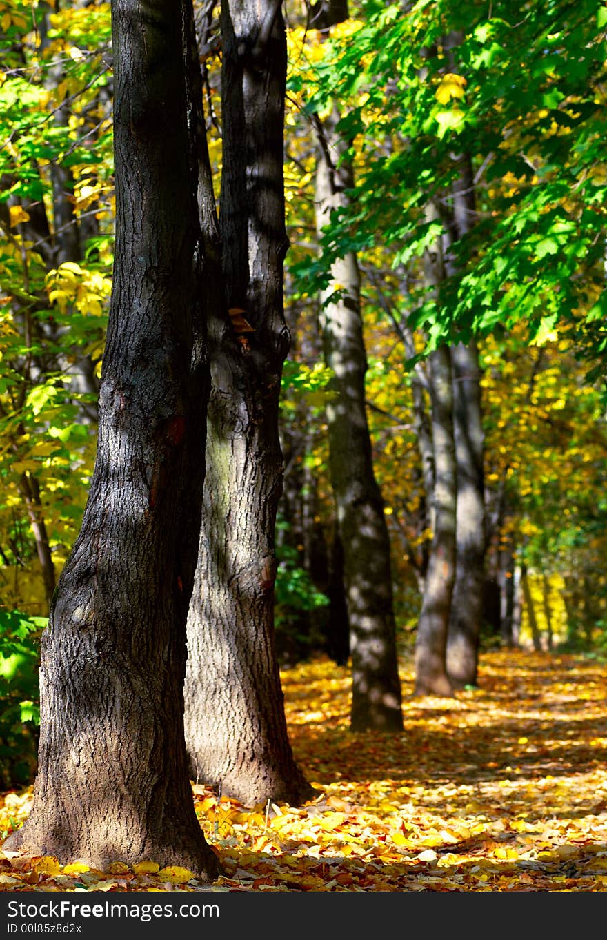 Autumn alley with sunlight and shadows