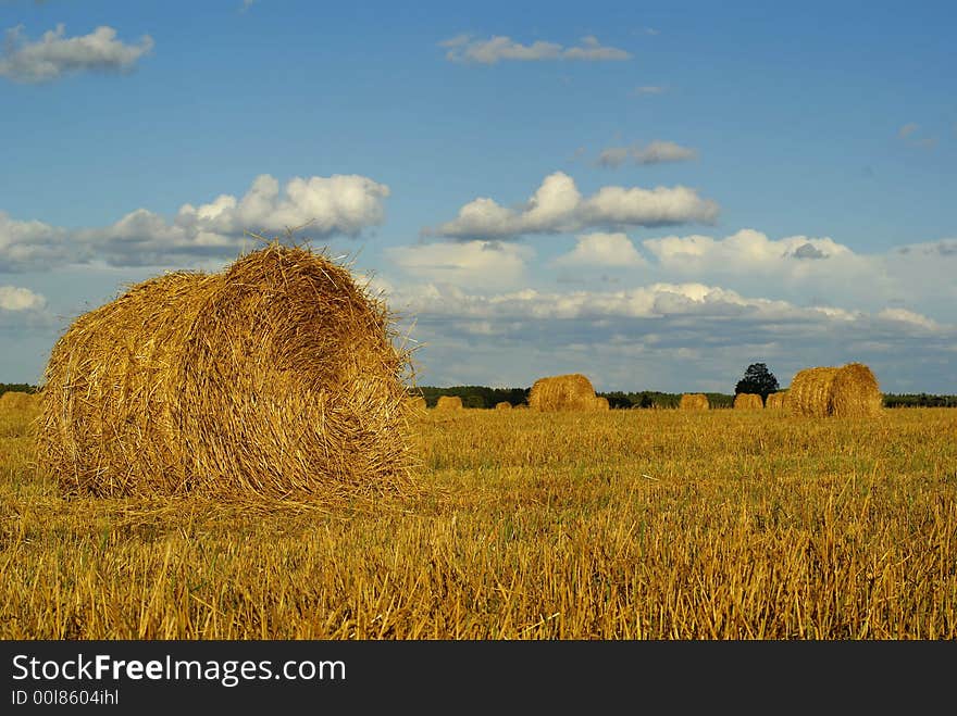 Hay bales on a golden field with blue sky and white clouds. Hay bales on a golden field with blue sky and white clouds