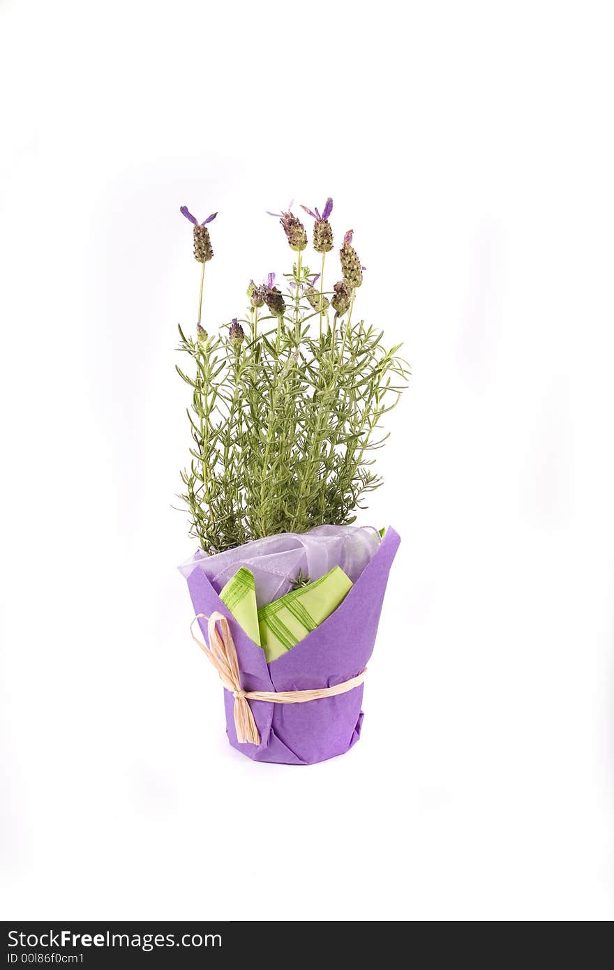 Beautiful herb flower lavender on white background