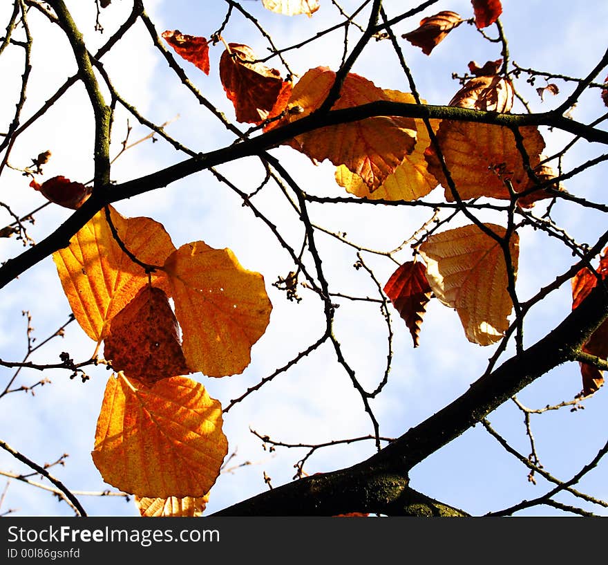 Foliage against sky