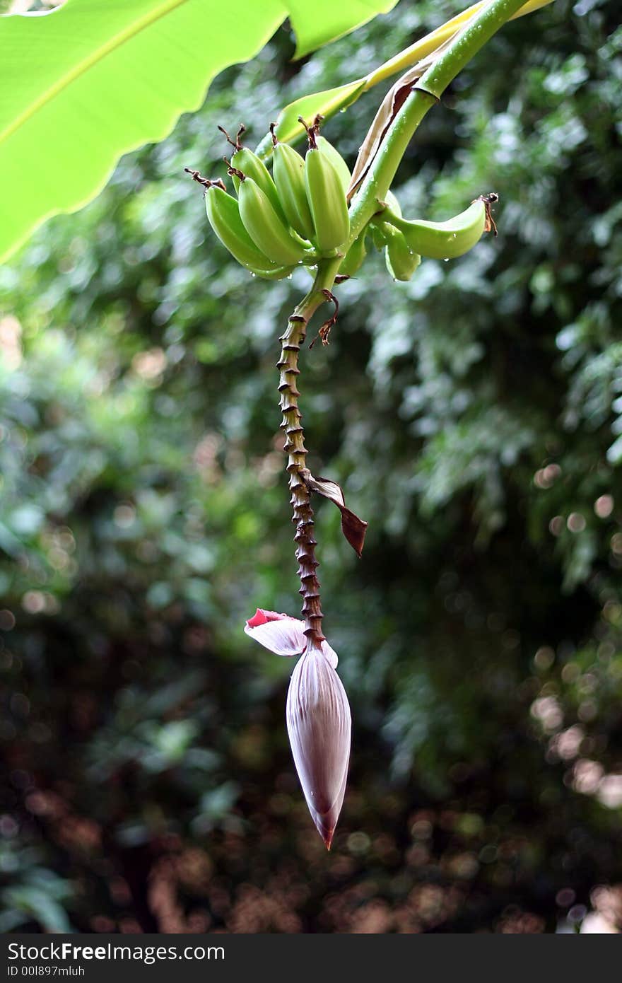 Banana blossom (Musa sp.)