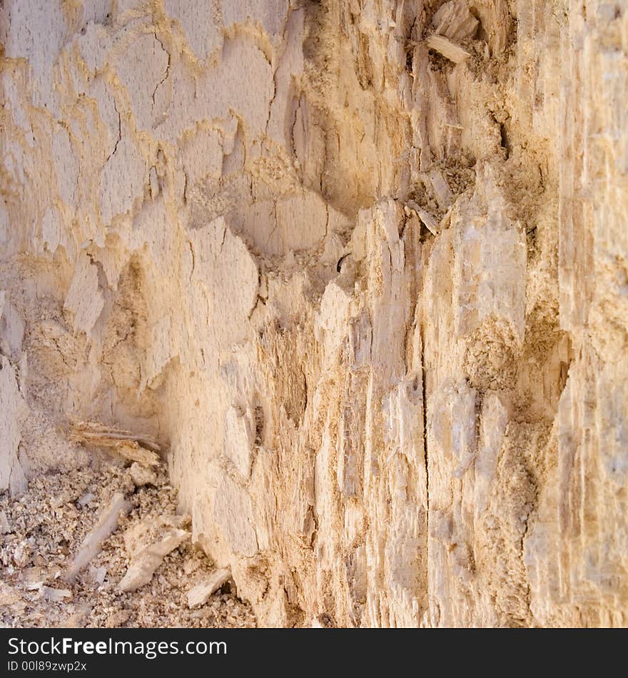 Rotten wood, texture close-up