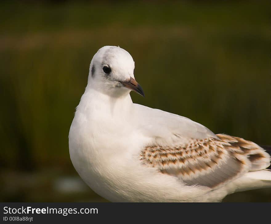 Sea-gull