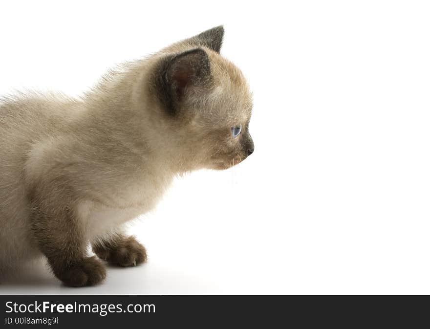 Siamese Kitten On White