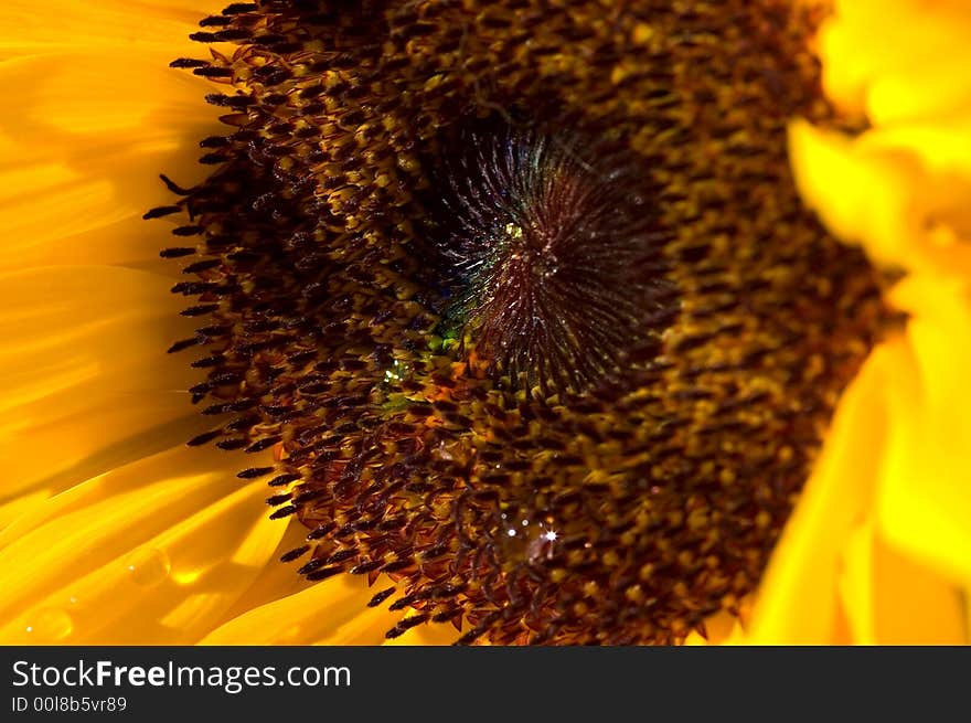 Sunflower