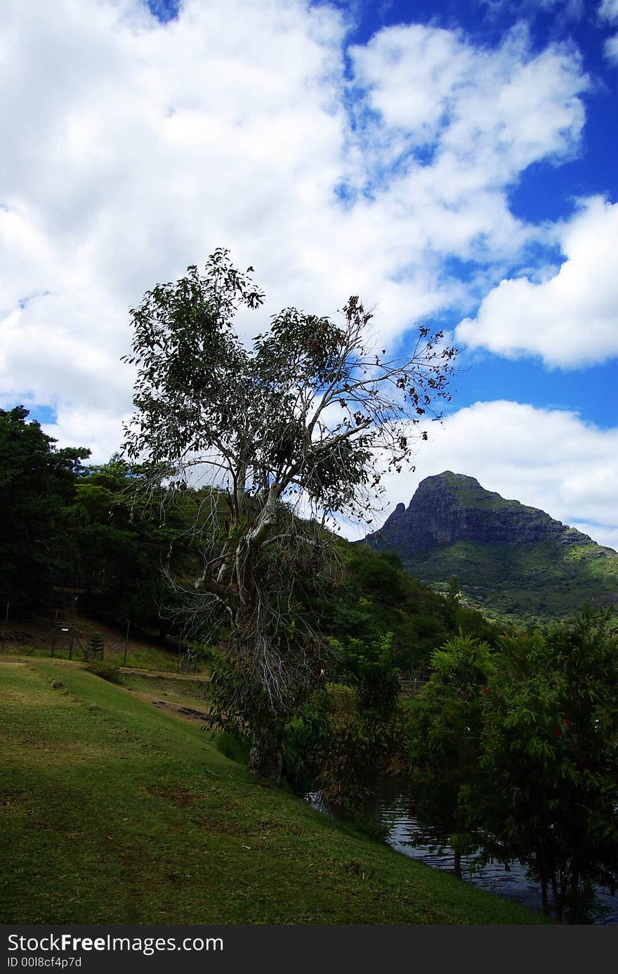 Tree in bird park