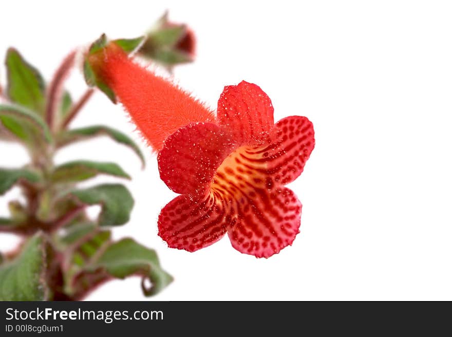 Flower on white