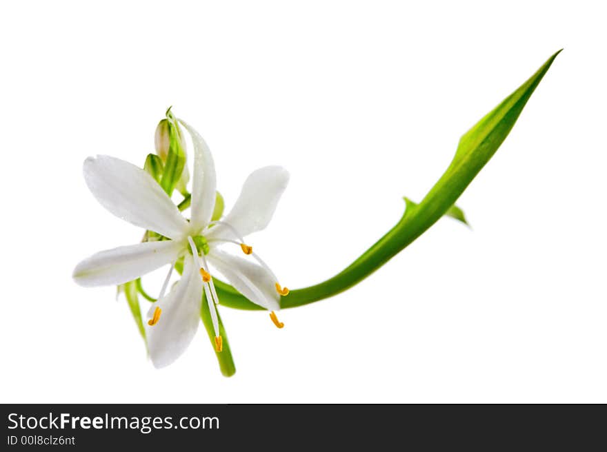 Flower close-up, Chlorophytum