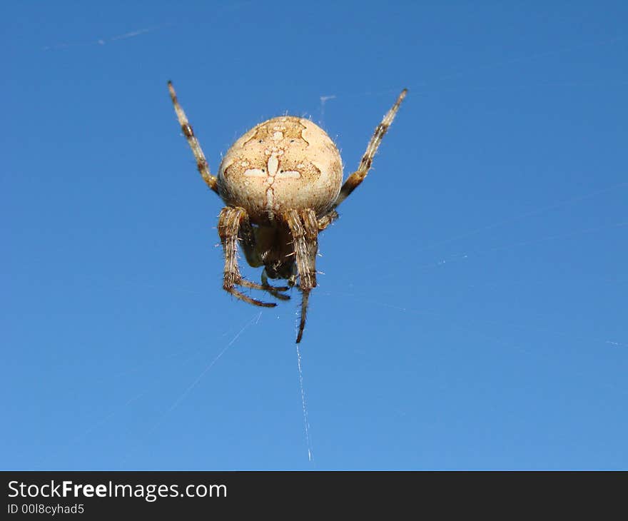 Whist i was walking near the beach i came across this spider on its web. Whist i was walking near the beach i came across this spider on its web.