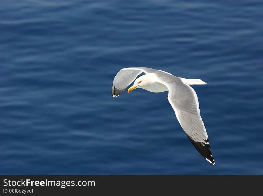 Black wingtip seagull flying over blue water