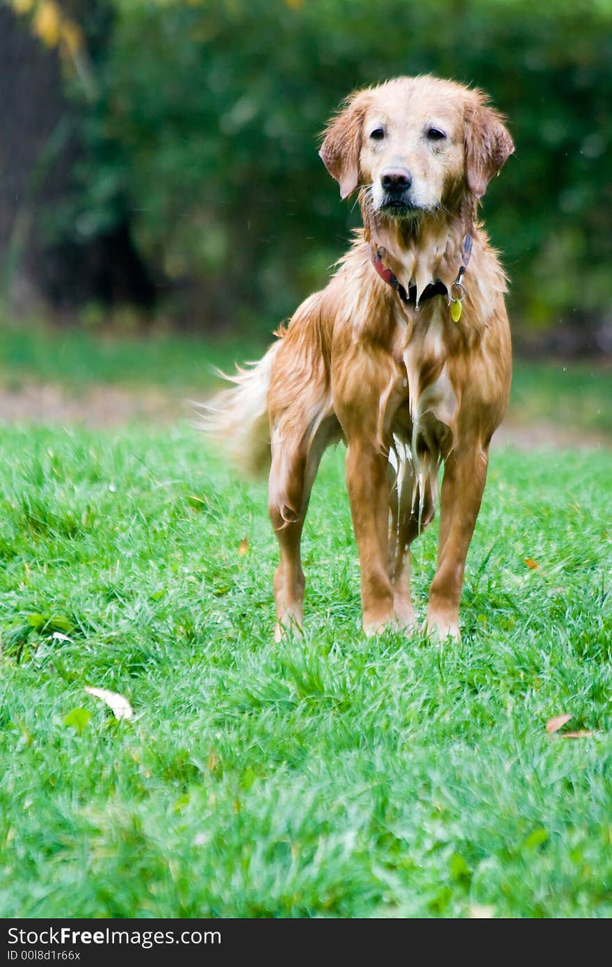 A dog is enjoing water. A dog is enjoing water