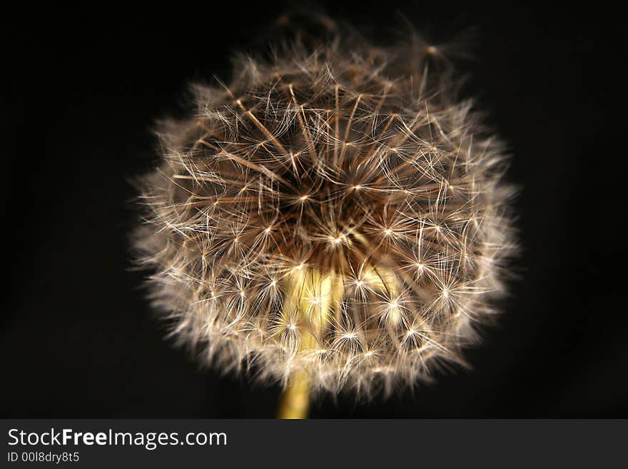 Dandelion