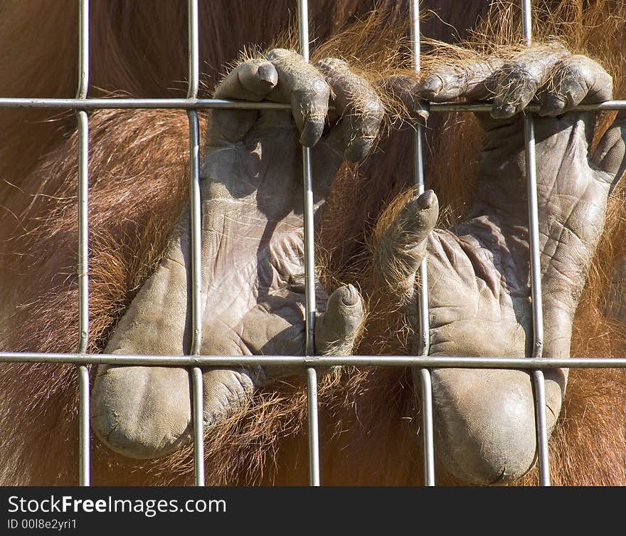 Hands of an Orang Utan(Pongo pygmaeus) on the cage grid in the zoo. Hands of an Orang Utan(Pongo pygmaeus) on the cage grid in the zoo