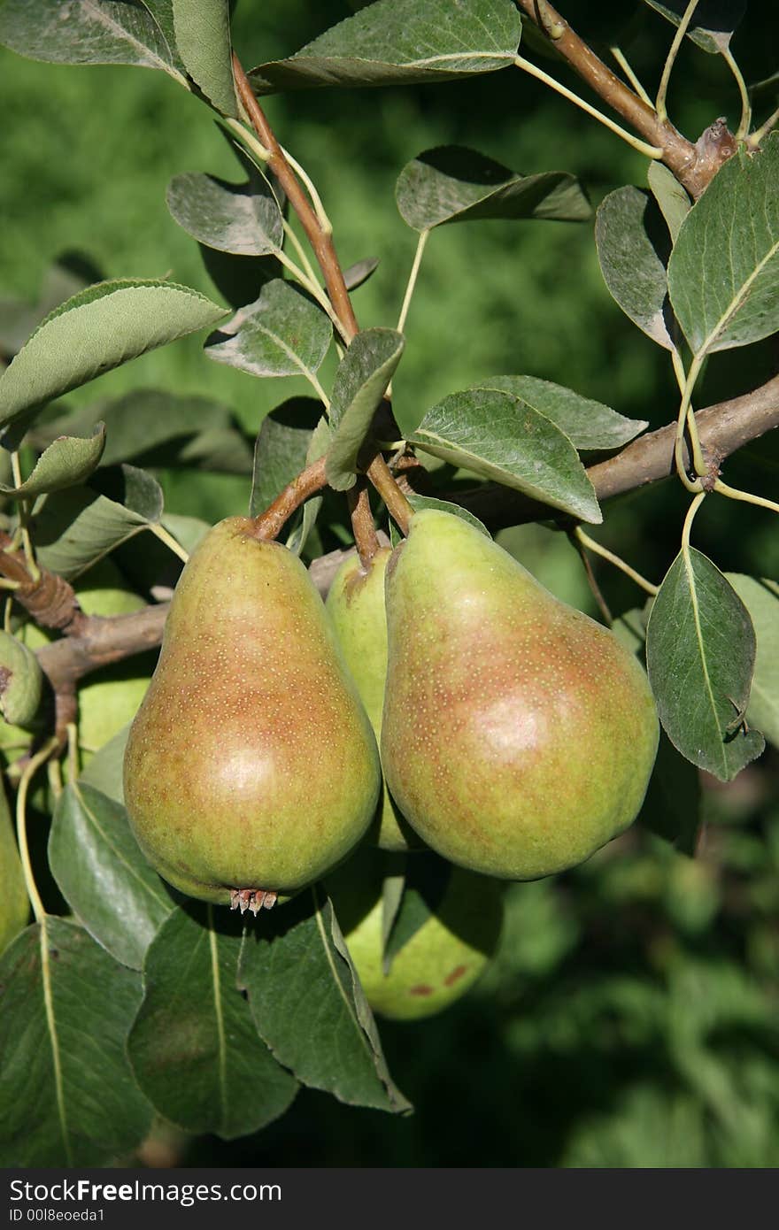 Two Ripe Pears