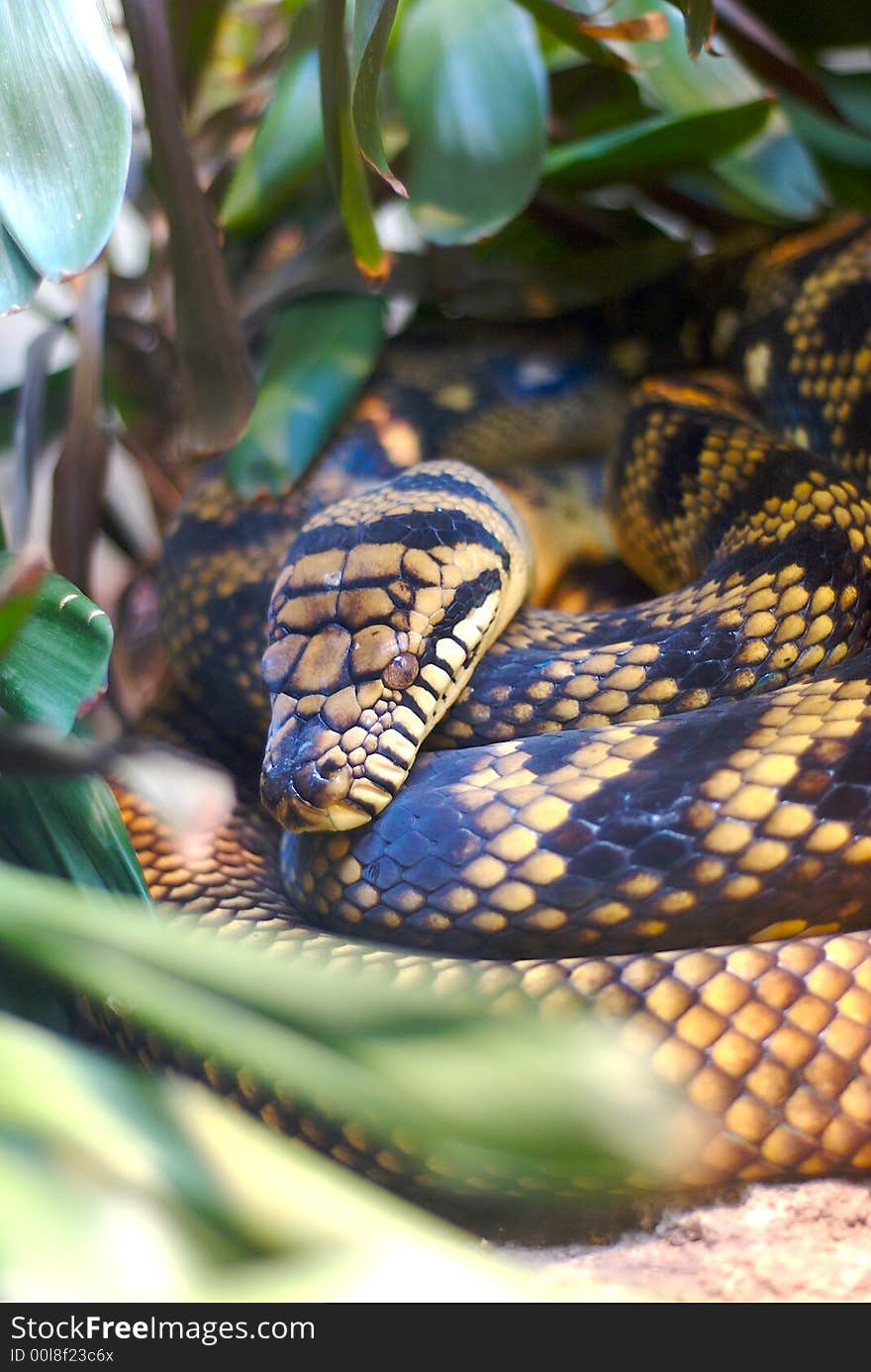 Close up of a snake