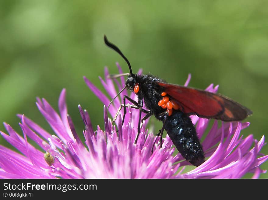 Zygaena ephialtes