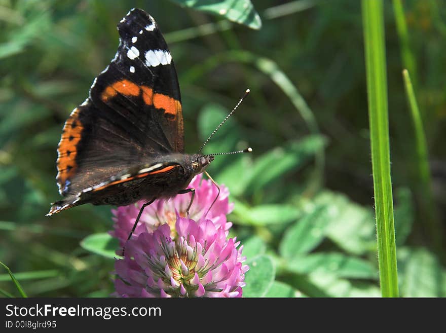 Photo of vanessa admiral on flower. Photo of vanessa admiral on flower