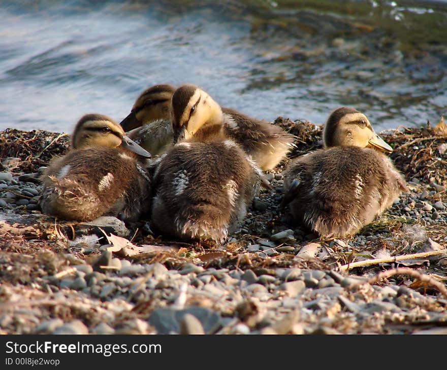 Baby ducks nesting next to the lake. Baby ducks nesting next to the lake.