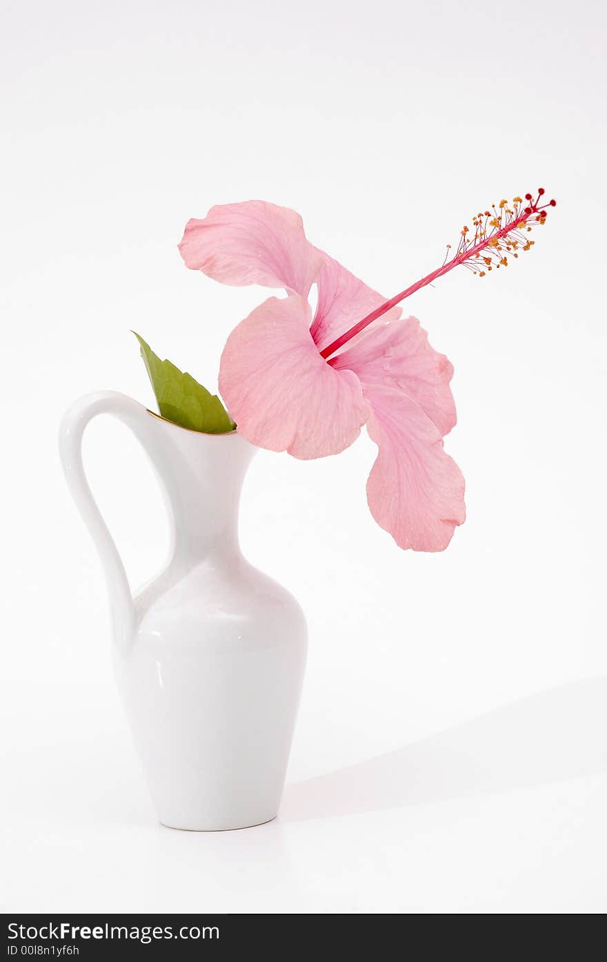 Detail of tropical hibiscus flower in a vase isolated on white. Detail of tropical hibiscus flower in a vase isolated on white