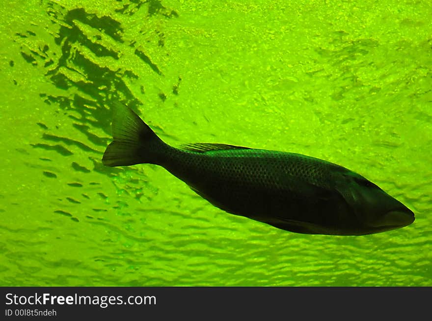 Fish in green water