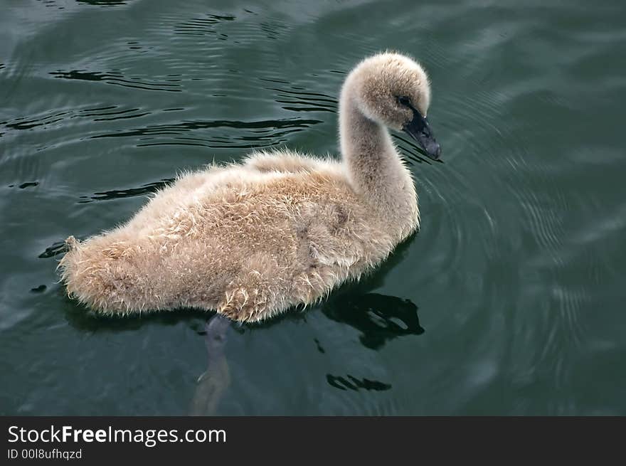 Cute baby swan chick swimming in dark green water. Cute baby swan chick swimming in dark green water