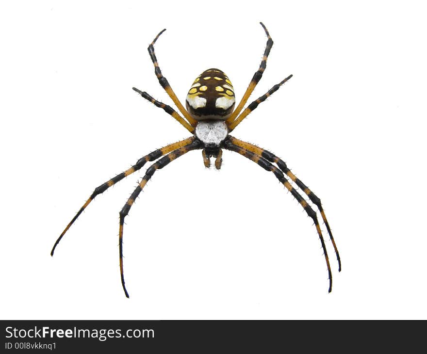 Macro Of A Garden Spider