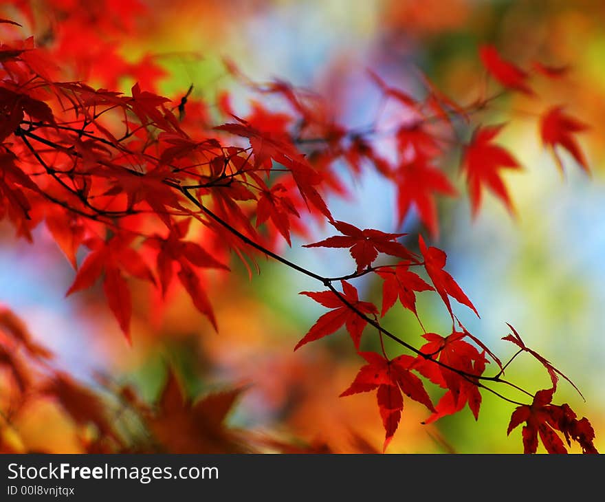 A closeup photo of a branch with red leaves. A closeup photo of a branch with red leaves