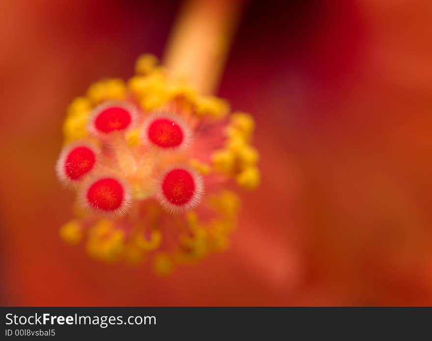 Macro of the five pistils of hibiscus which can be seen as the vertices of a pentagon. The out of focuses yellow collar are the flower's stamens.