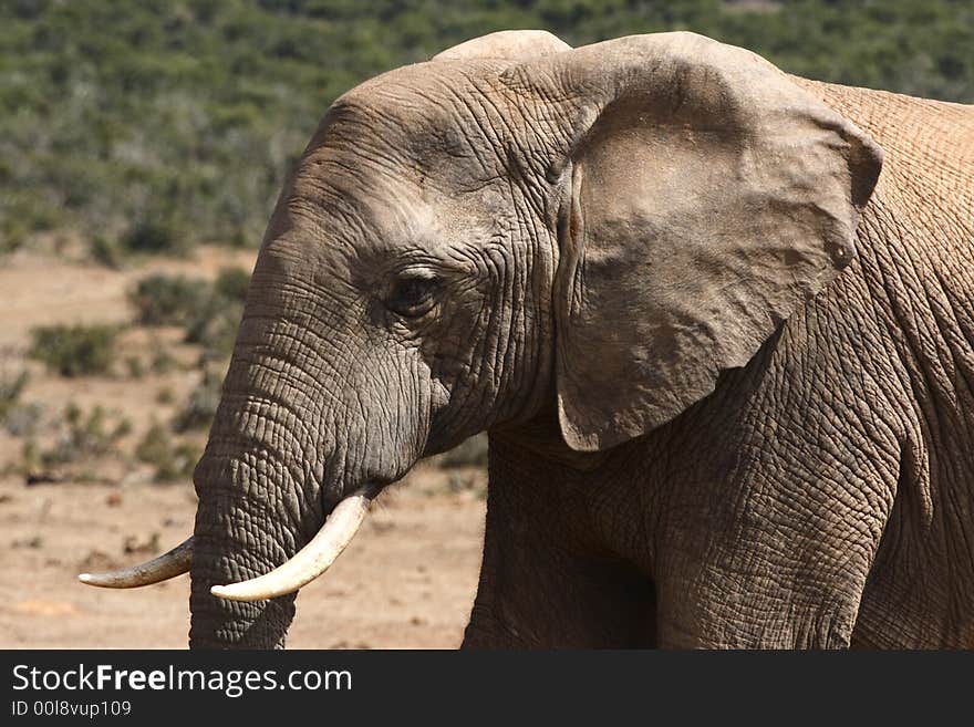 African elephant bull walking past at close range. African elephant bull walking past at close range