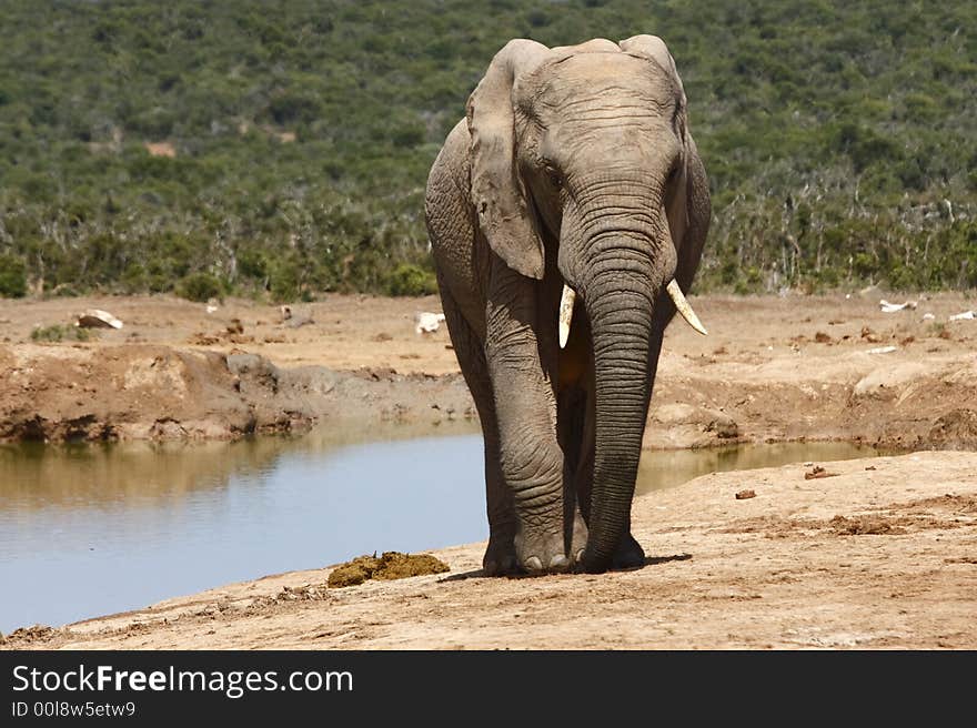 Young bull elephant walking away from the water hole. Young bull elephant walking away from the water hole