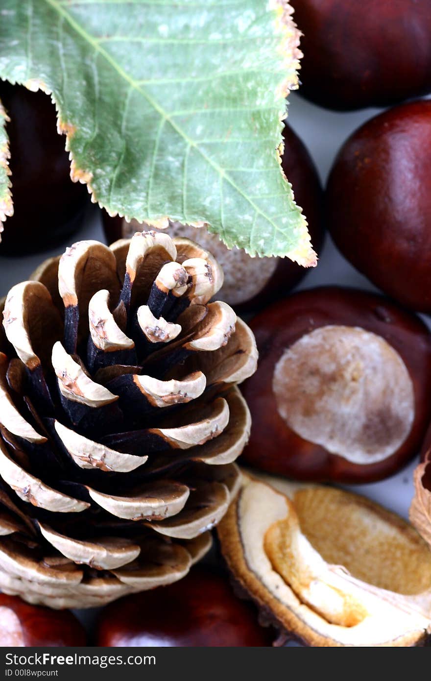 Cone and Chestnut isolated in white background