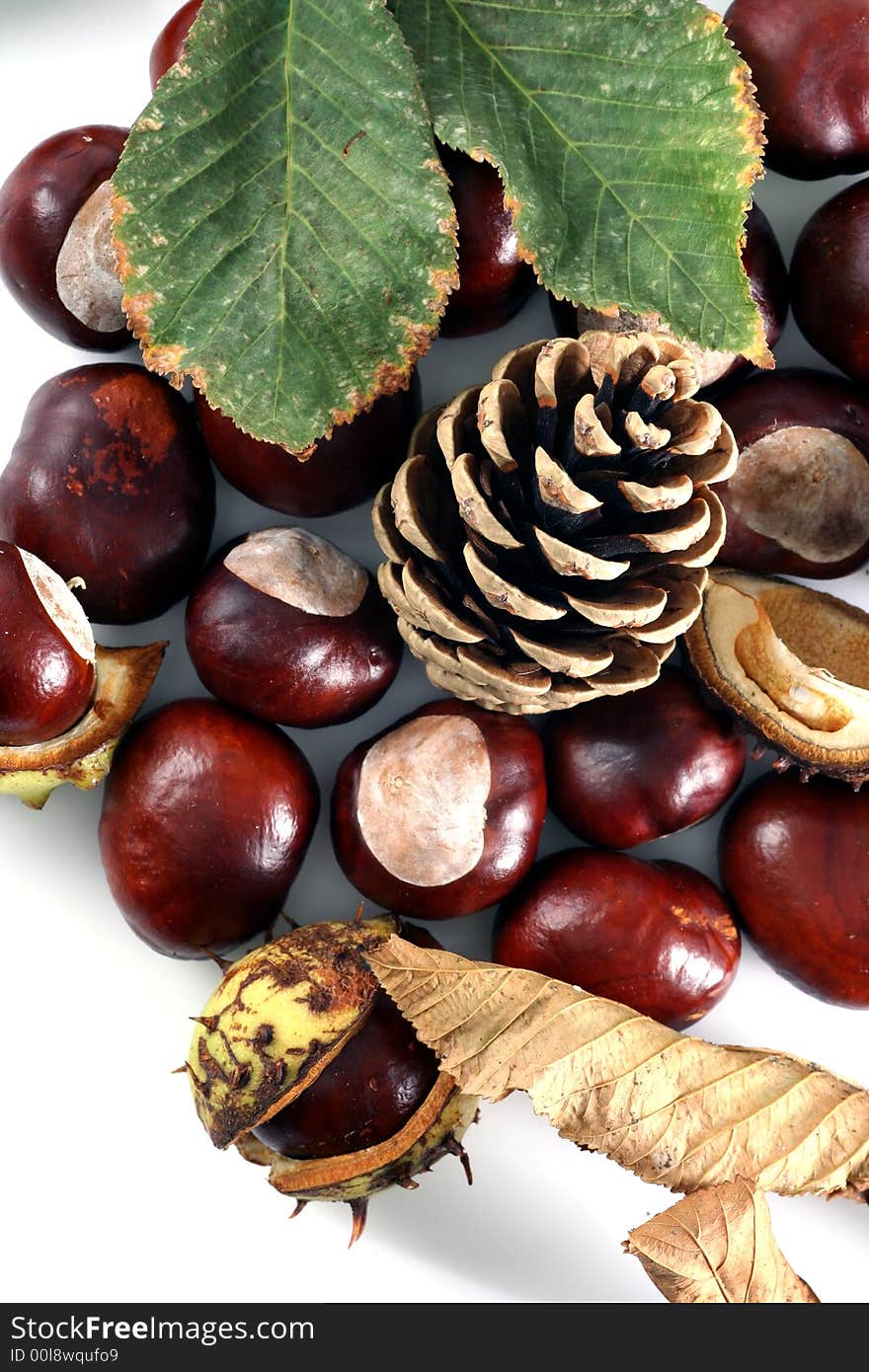 Cone and Chestnut isolated in white background