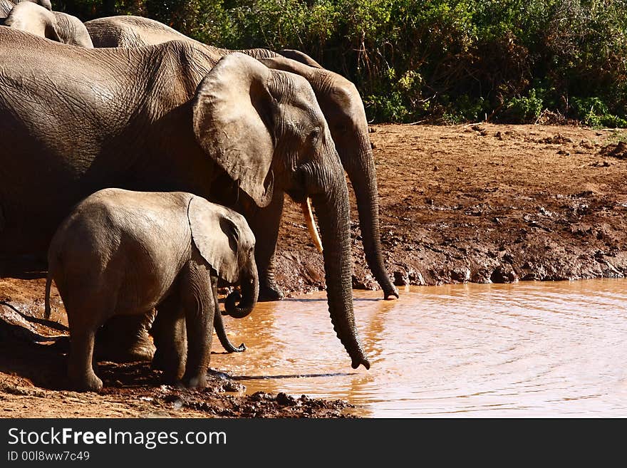 Elephant family drinking late in the afternoon