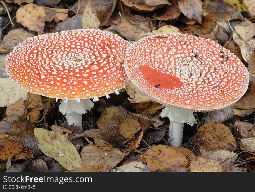 Red fly agaric in an autumn wood