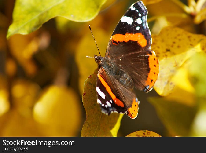 A delicate butterfly sitting amongst leaves