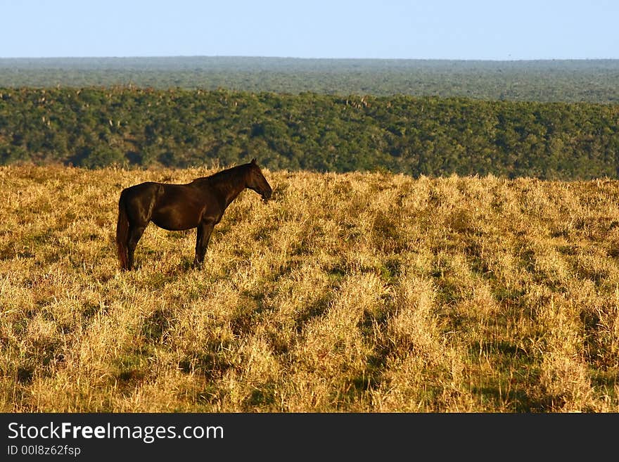 Horse standing still in a field early in the morning. Horse standing still in a field early in the morning