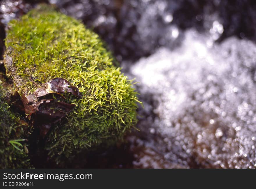 Life lichen