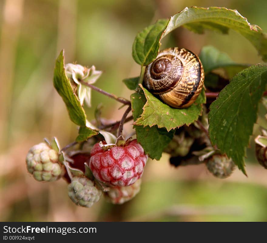 The raspberry and the snail