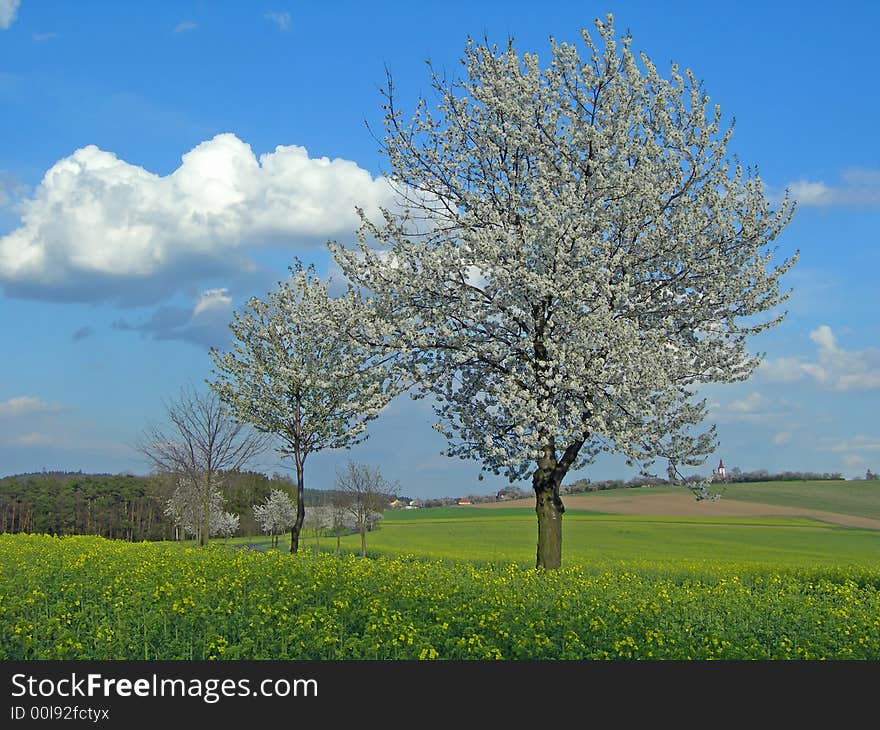 Yellow rape, blue sky and fruit trees in blossom in the spring country. Yellow rape, blue sky and fruit trees in blossom in the spring country